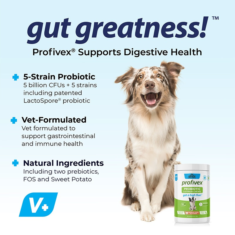 Gut Greatness infographic showing a dog and the probiotic chews jar with 5-strain probiotic benefits