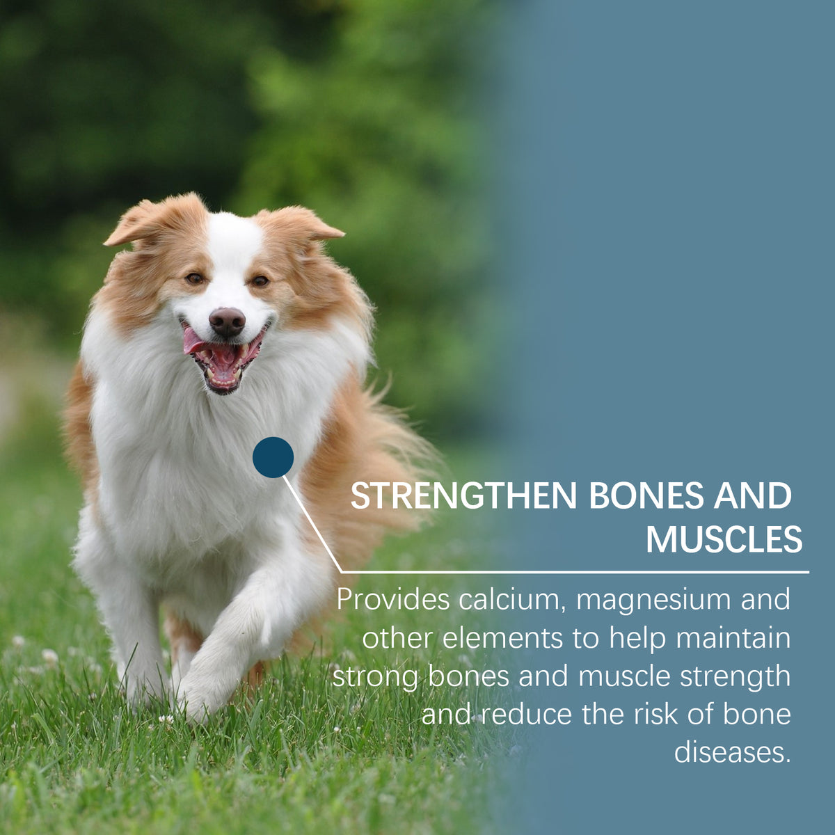 Golden retriever running in grass with a callout about strengthening bones and muscles