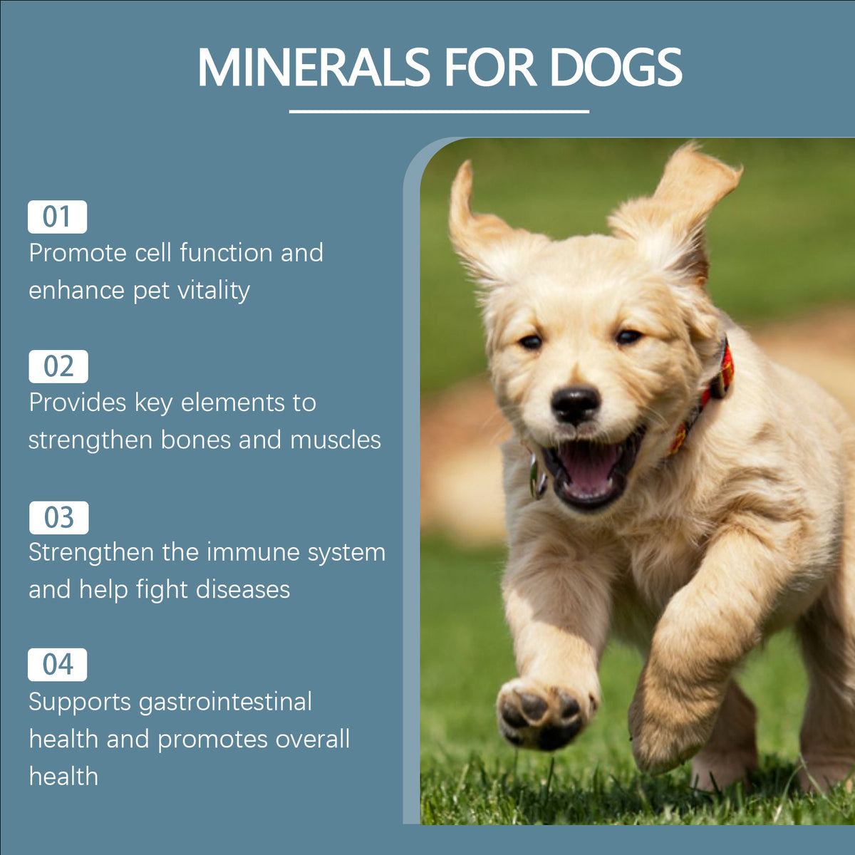 Infographic listing four dog mineral supplement benefits beside a running golden retriever puppy